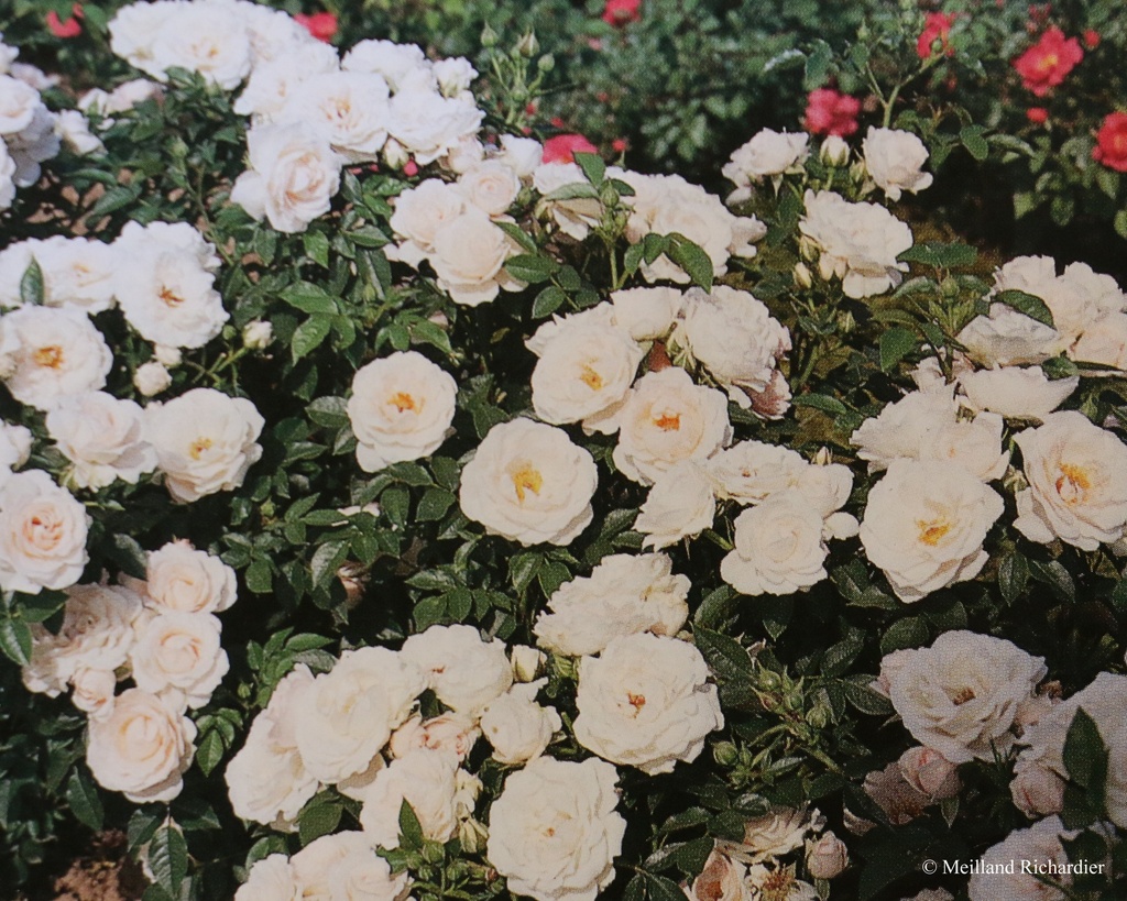 Rosier miniature 'Lovely Symphonie'