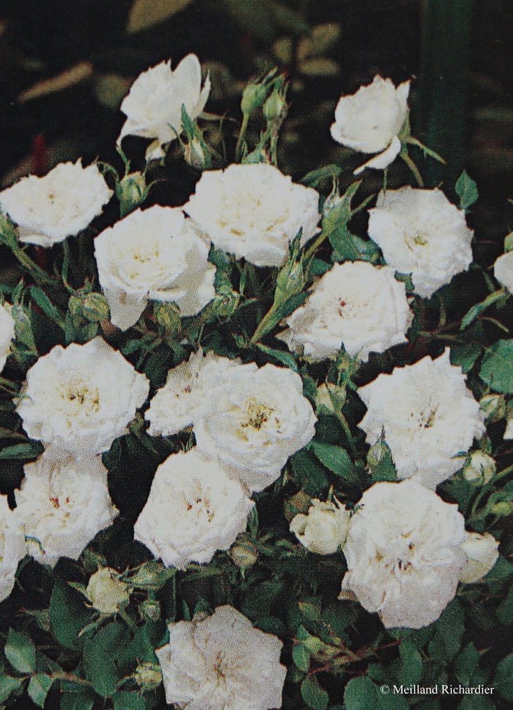 Rosier miniature 'Snow Meillandina'