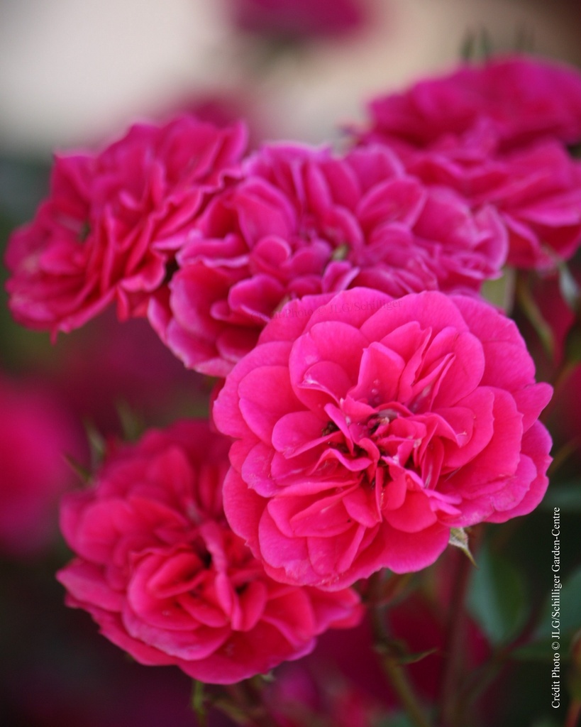 Rosier miniature 'Spot Meillandina'