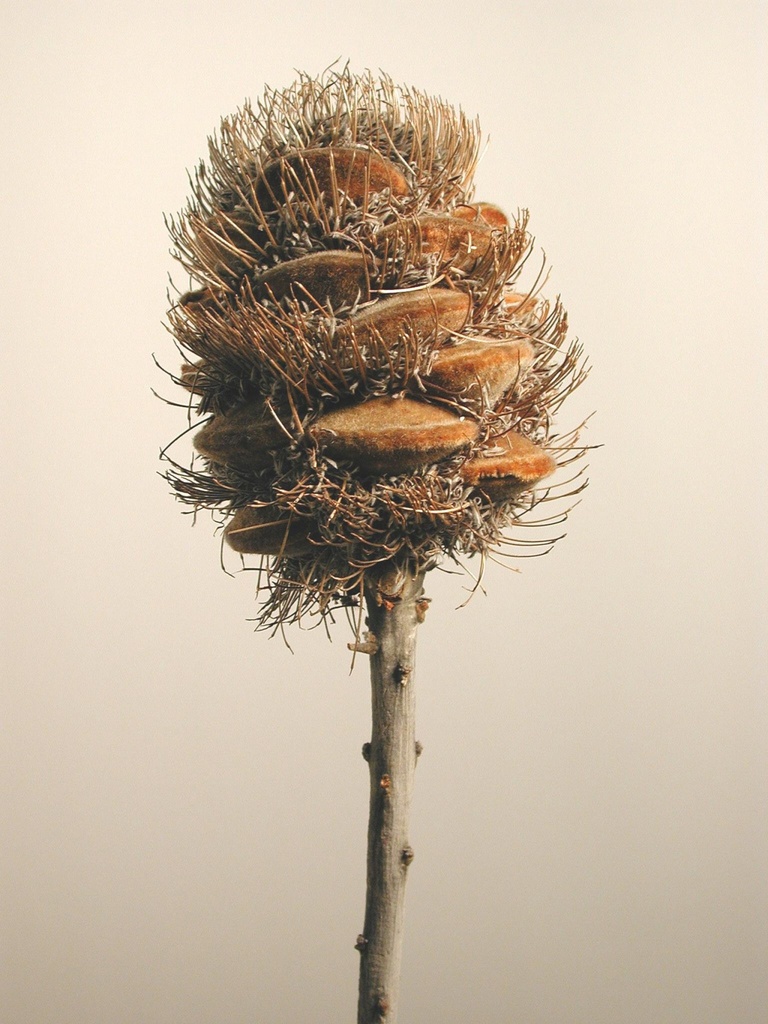Speciosa cones