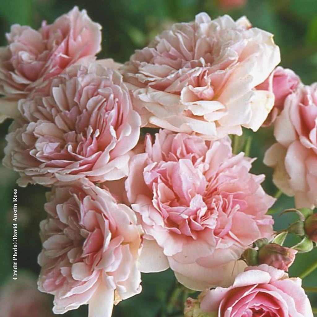 Rosier 'Félicia'