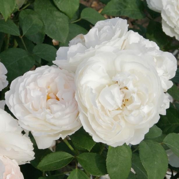 Rosier anglais 'Winchester Cathedral'