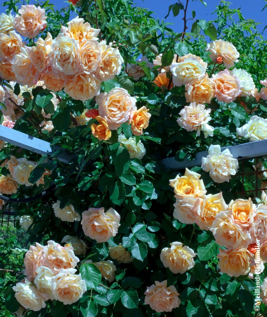 Rosier grimpant 'Michka'