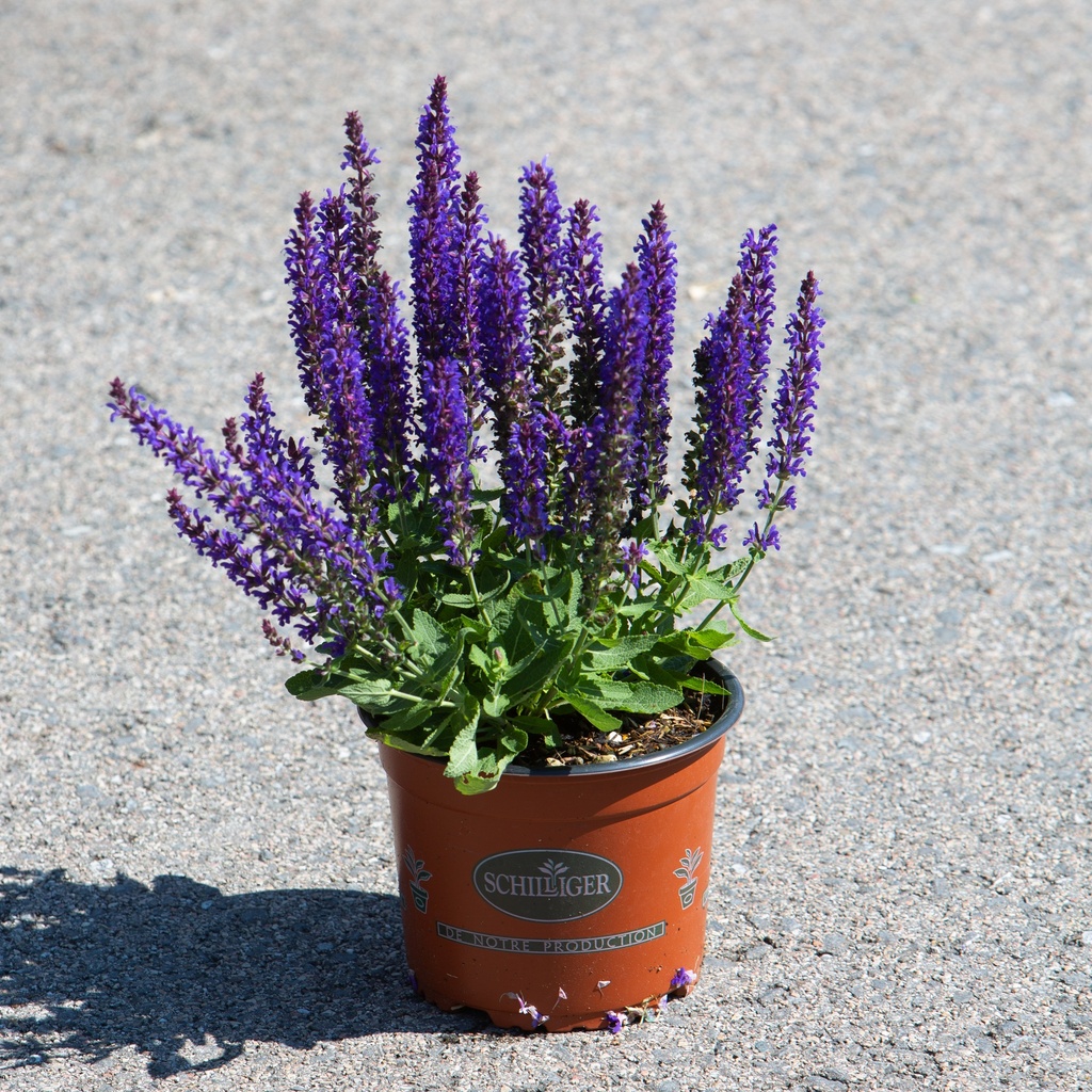 Salvia nemorosa 'Sensation Blue'