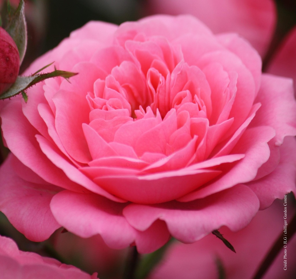 Rosier tige 'Amulett'