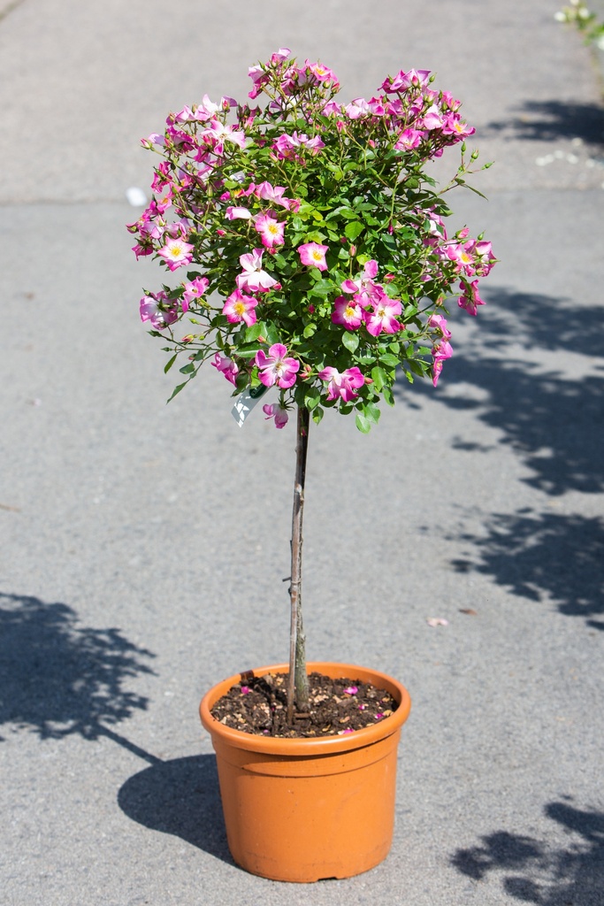 Rosier tige 'Cumbaya'