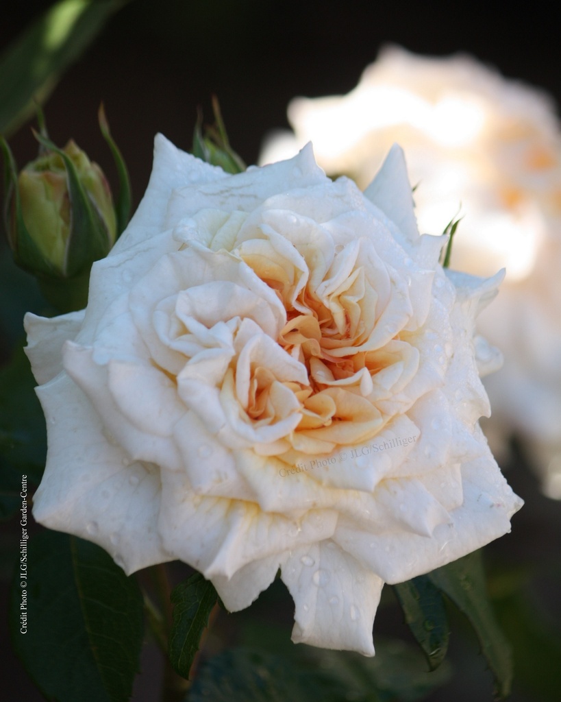 Rosier 'Comtessa'                 NOUVEAUTE