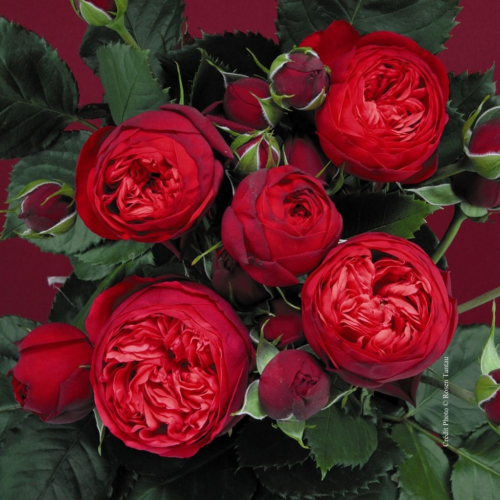 Rosier 'Piano'                      NOUVEAUTE