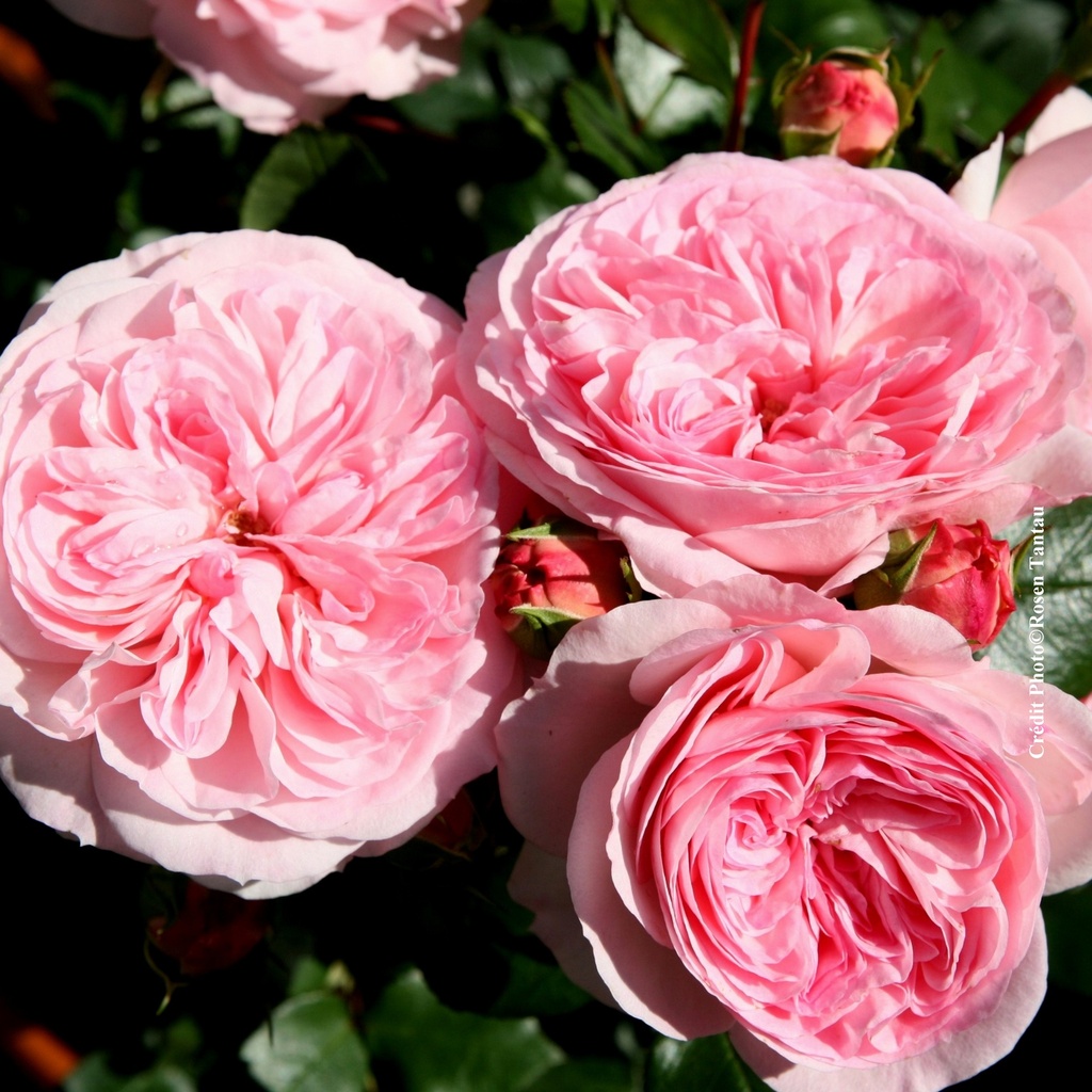 Rosier 'Mariatheresia''