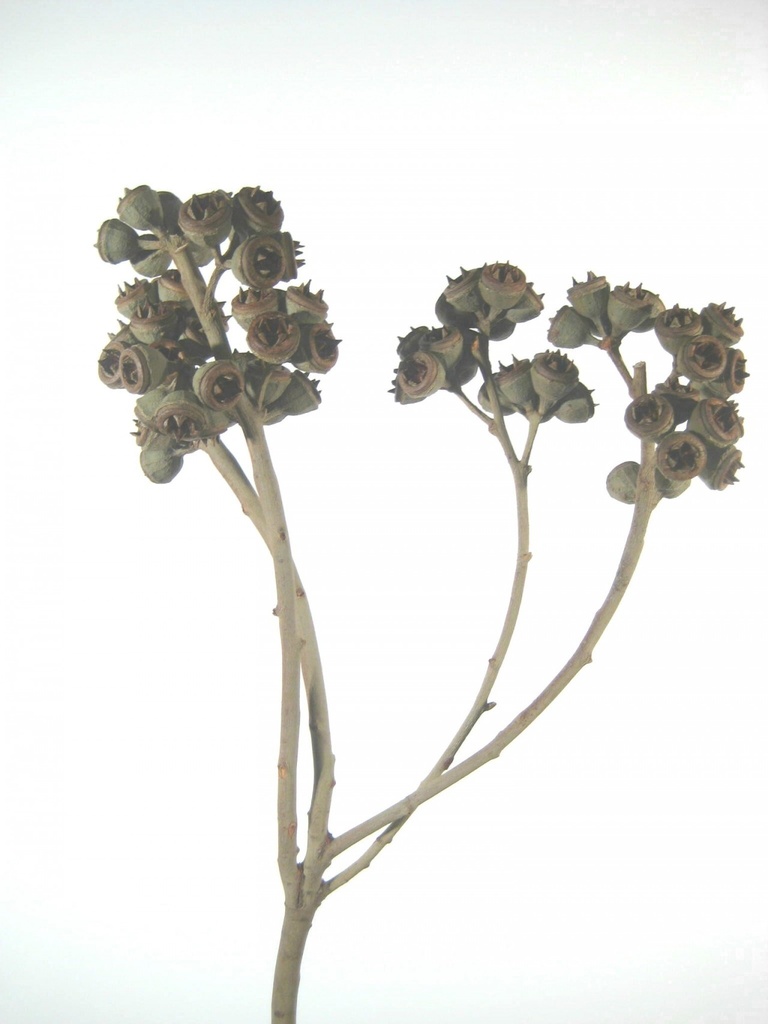 Stern Eucalyptus
