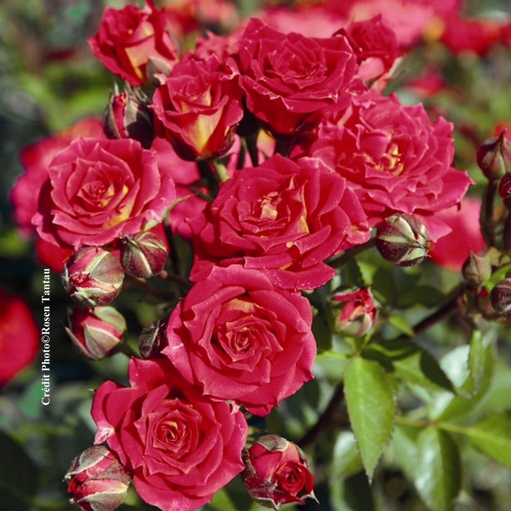 Rosier miniature 'Chili Clémentine'