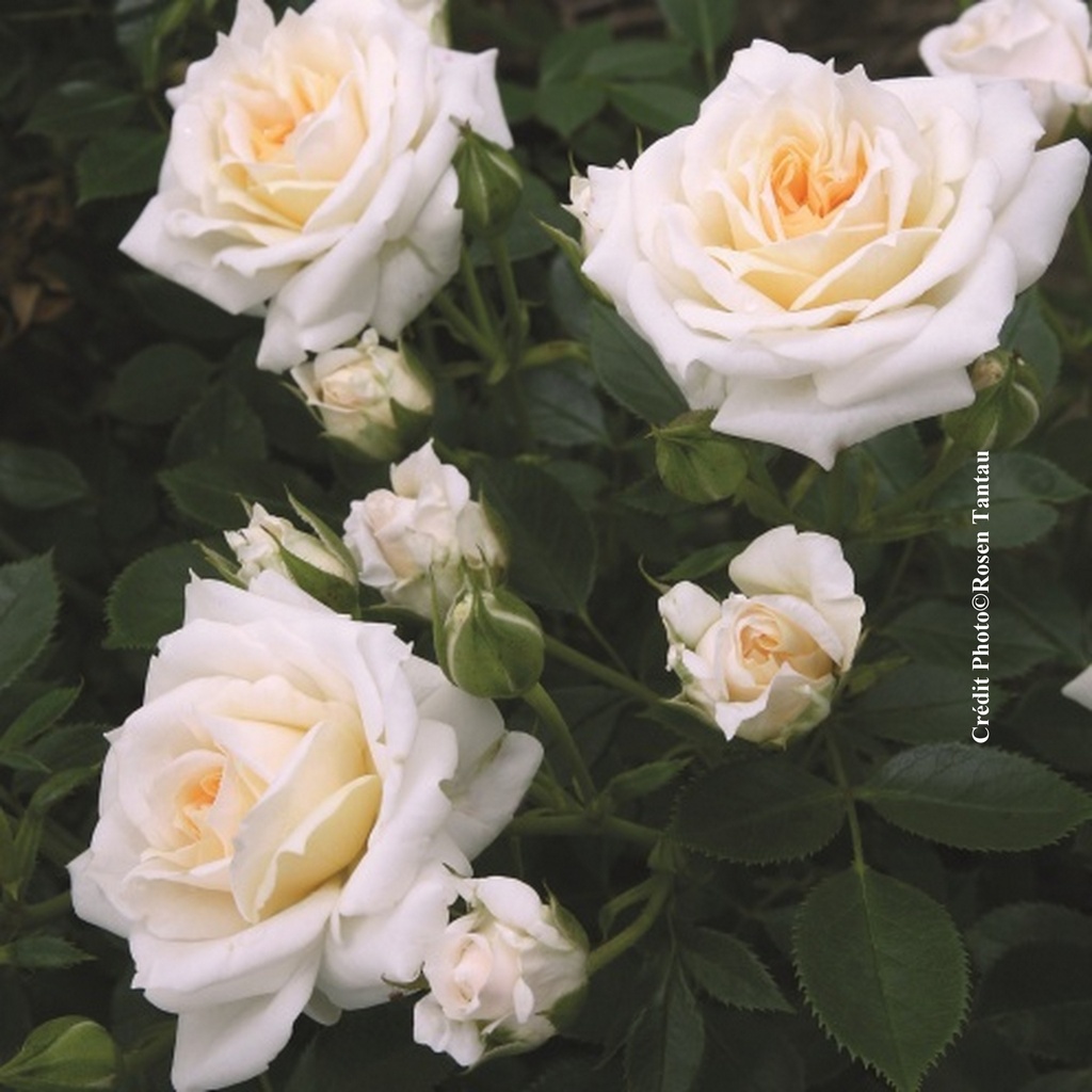Rosier miniature 'Honey Milk'
