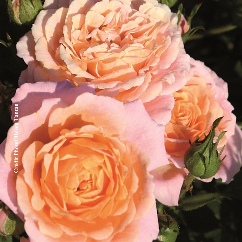 Rosier miniature 'Peach Clementine'