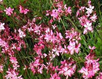 Gaura lindheimeri 'Rosyjane'