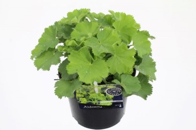 Alchemilla mollis
