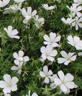 Geranium sanguineum 'Album'