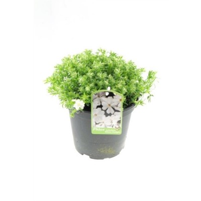 Phlox subulata 'White Delight'