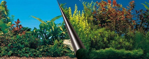 Poster fond d'aquarium Beauty? 120x50