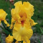 Iris germanica 'Côte d'or'