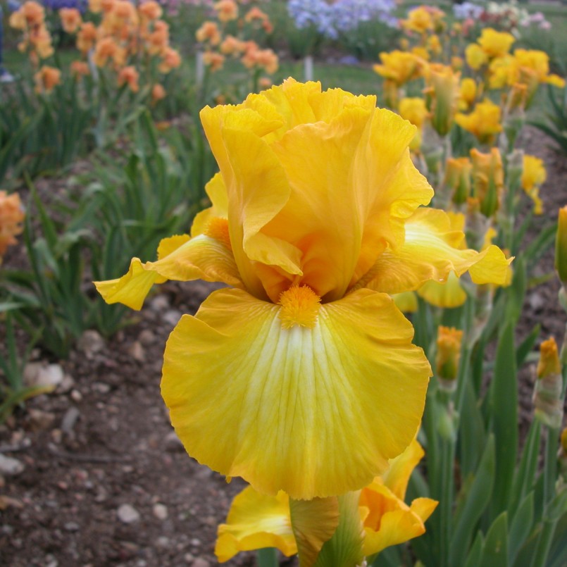 Iris germanica 'Gold Galore'