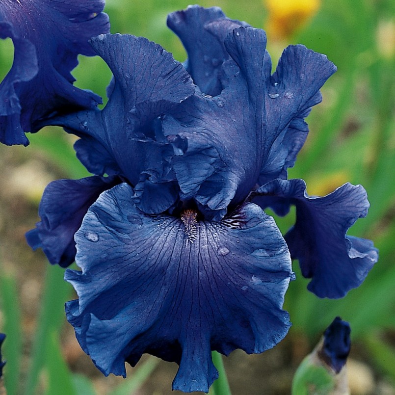 Iris germanica 'Yaquina Blue'