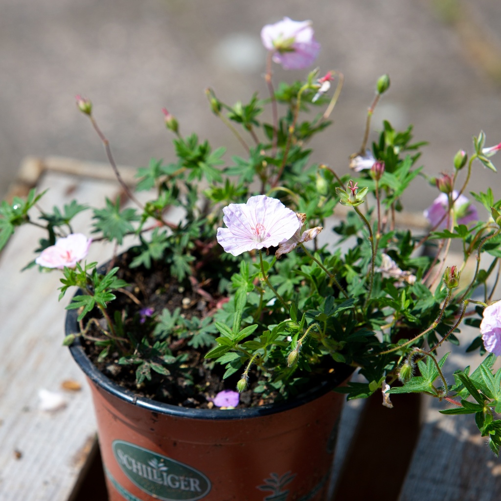 Geranium sanguineum var. striatum