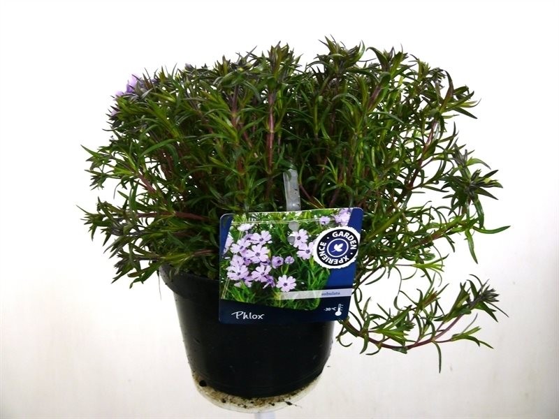 Phlox subulata 'Purple Beauty'