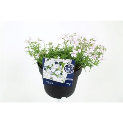 Phlox subulata 'Amazing Grace'