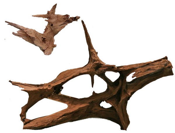 Racine de mangroves. ca. 50 cm sablée