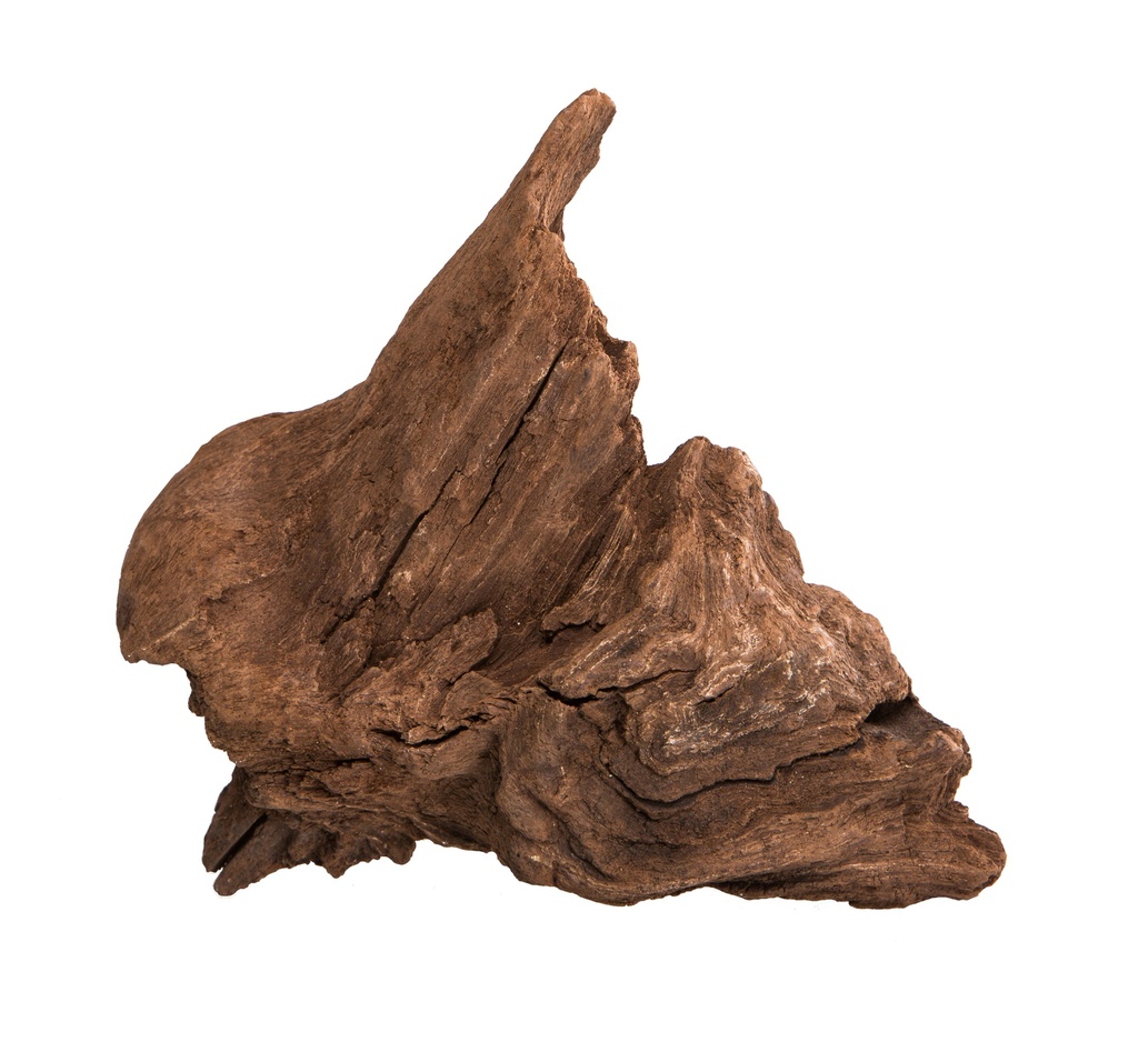 Racine de mangroves ca. 25cm naturel