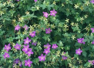 Geranium wlassovianum