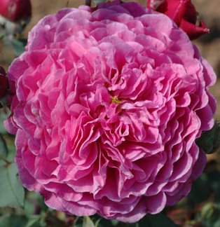 Rosier generosa 'Elodie Gossuin'®