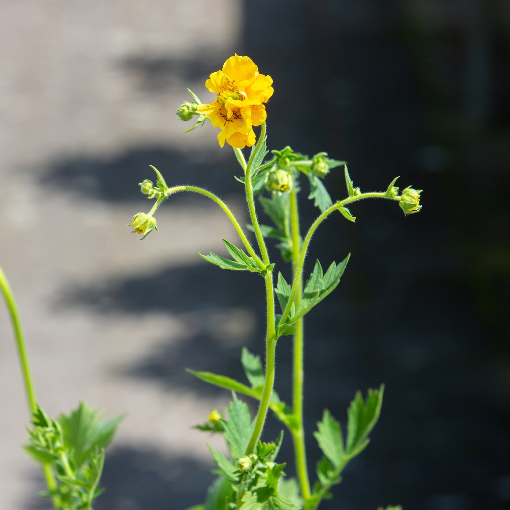 Geum chiloense 'Lady Stratheden'