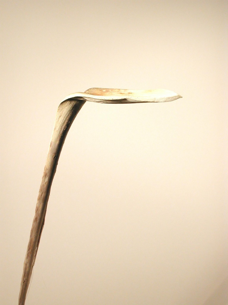 Shoe Horn extra blanchi