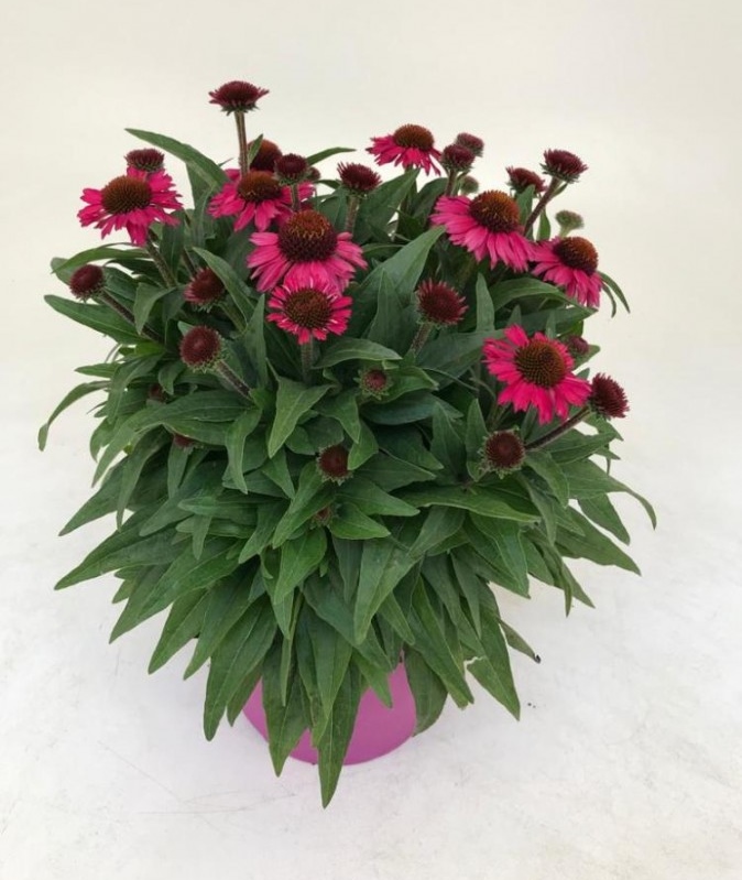 Echinacea 'Purple'