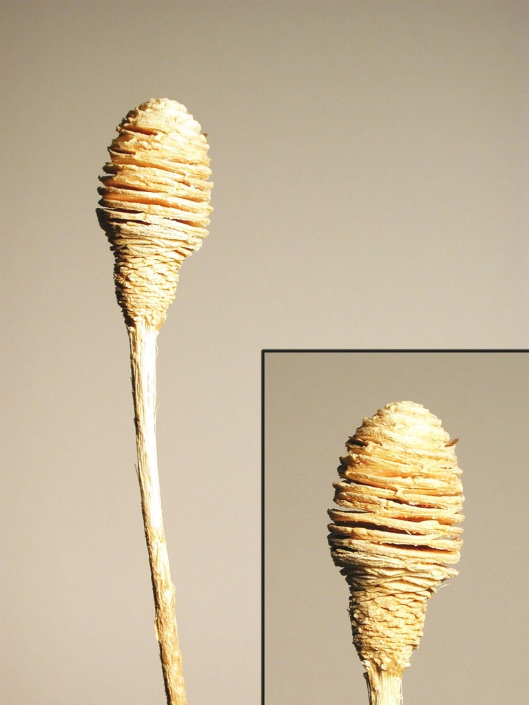 Platyspermum 1 kopf geblicht