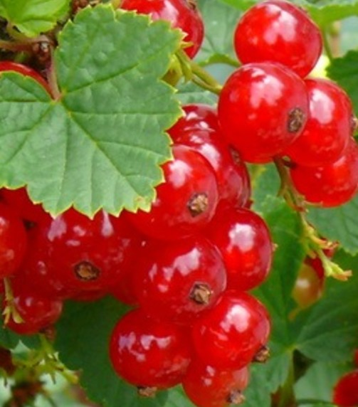 Raisinet 'Jonkheer Van Tets'