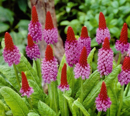 Primula vialii 'Red Hot Poker'