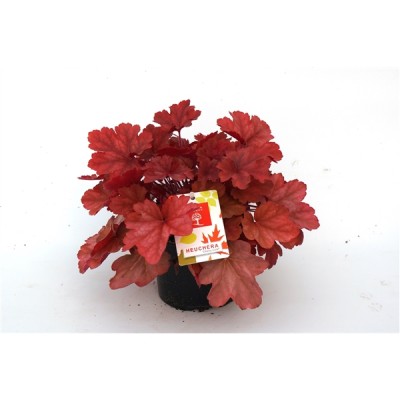 Heuchera 'Cherry Cola'