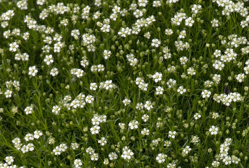 Sagina subulata 'Aurea Scottish Moos'