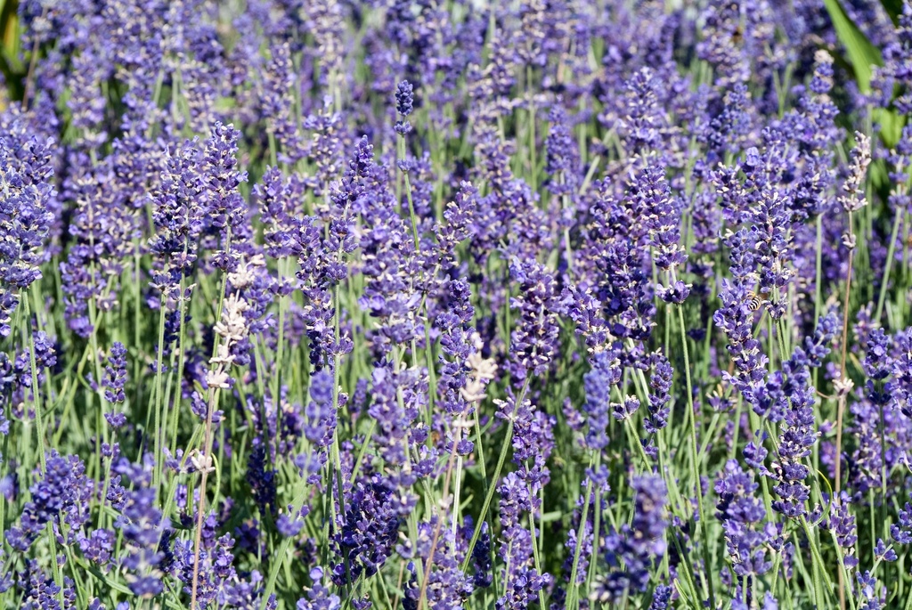 Lavandula angustifolia