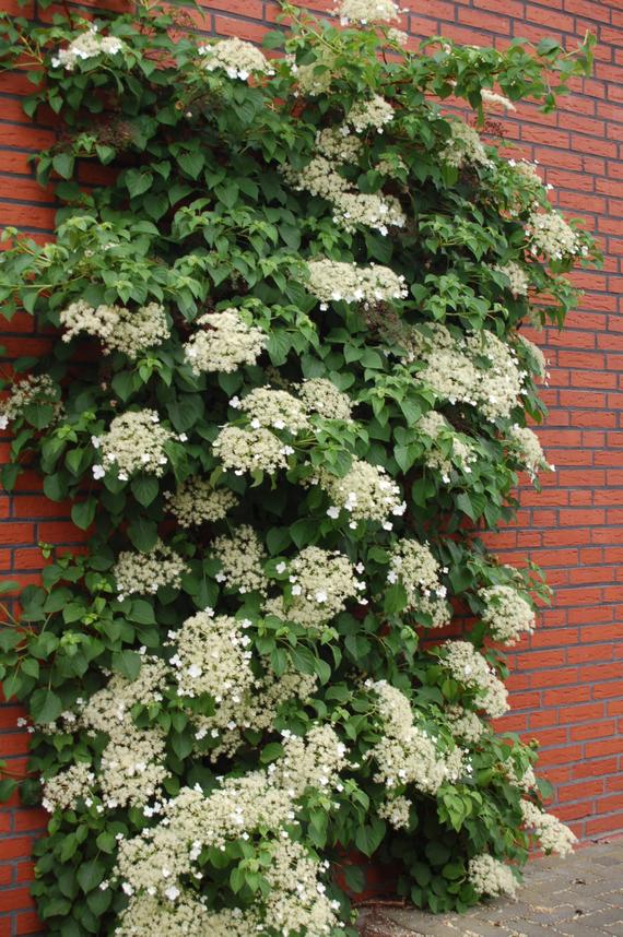 Hydrangea anomala subsp. petiolaris