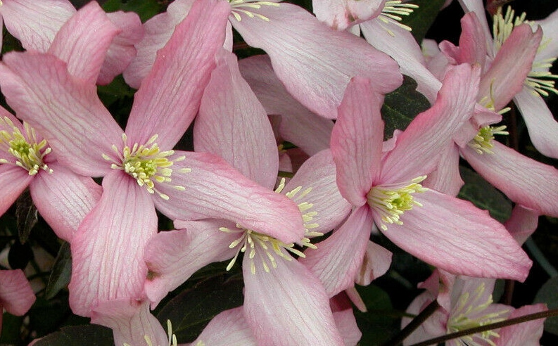 Clematis montana 'Fragant Spring'