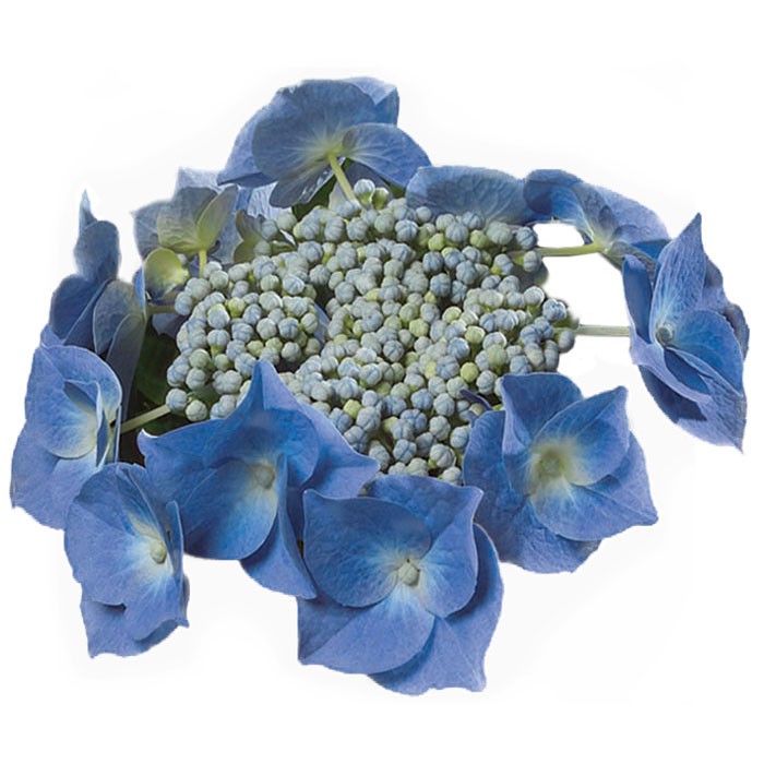 Hydrangea macrophylla 'Teller Blaumeise' BLEU