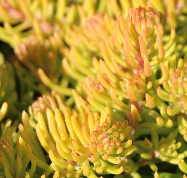 Sedum reflexum 'Angelina'