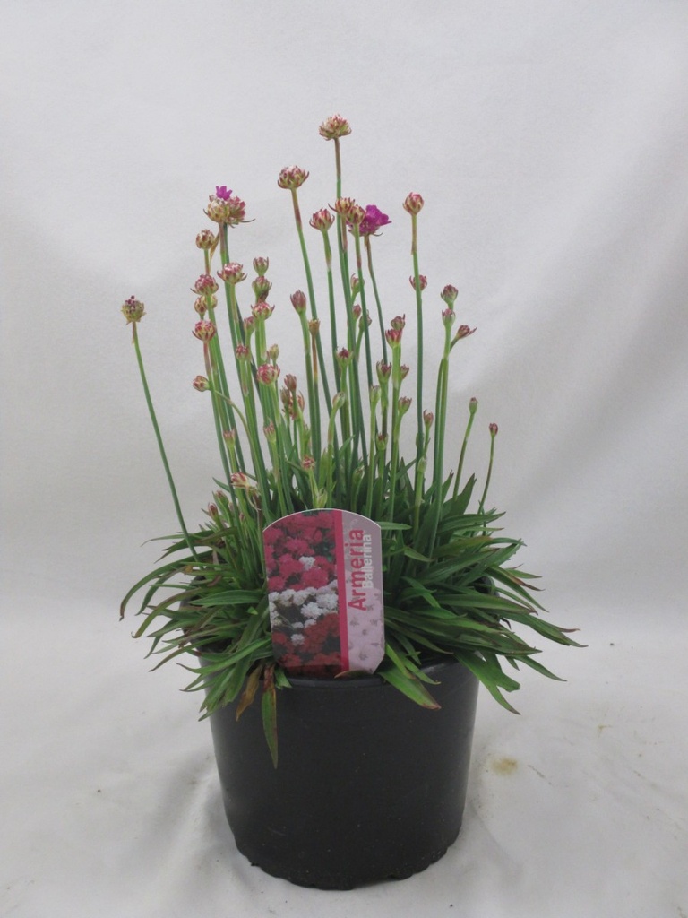 Armeria pseudarmeria 'Ballerina Red'