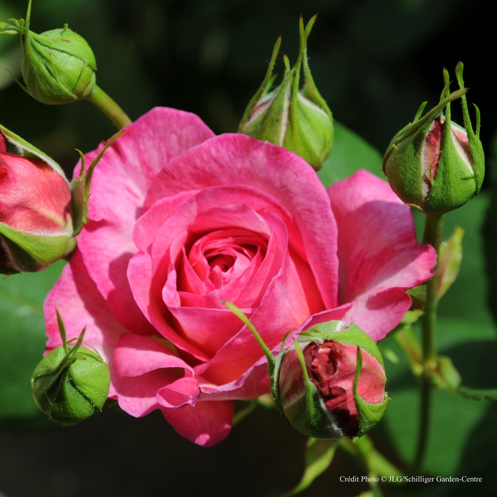 Rosier generosa 'Mme de Staël'®