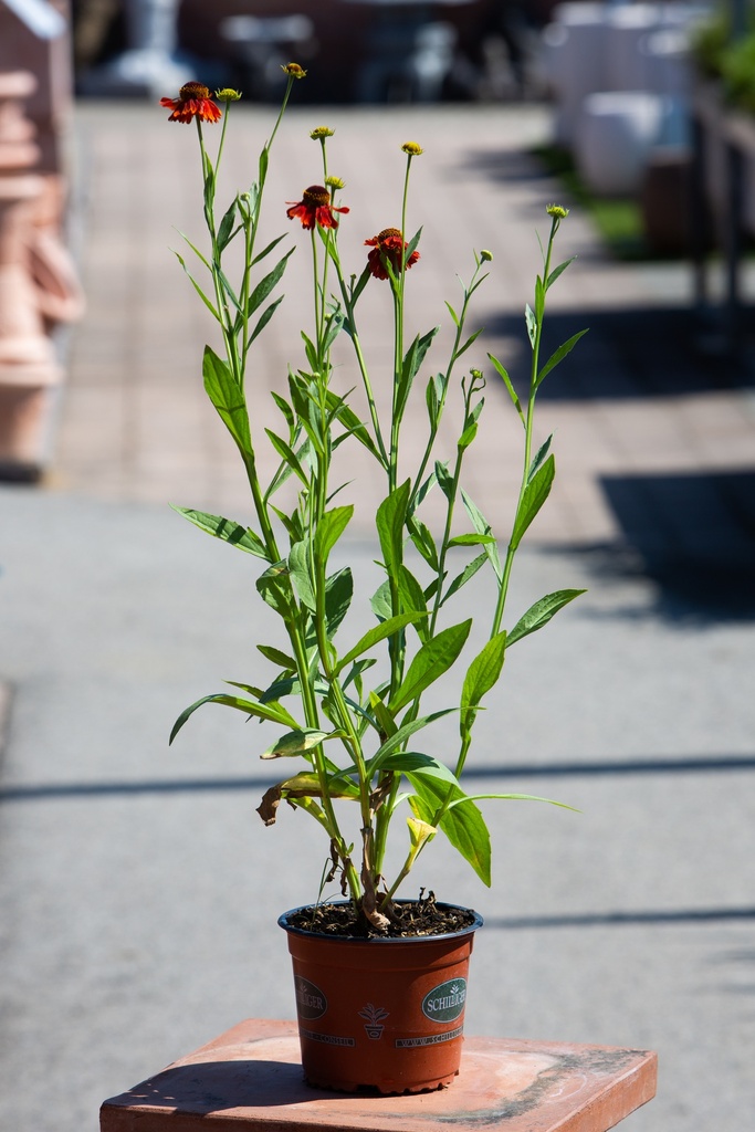 Helenium 'Moerheim Beauty'