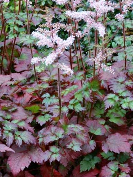 Astilbe chinensis 'Color Flash'