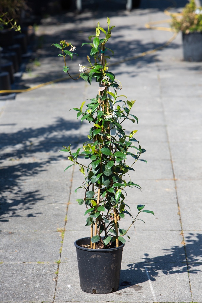 Trachelospermum jasminoides
